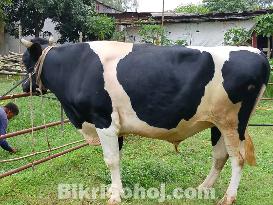 Cow